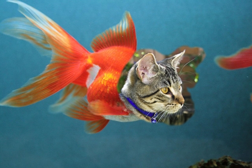 Creation of Catfish: Step 4